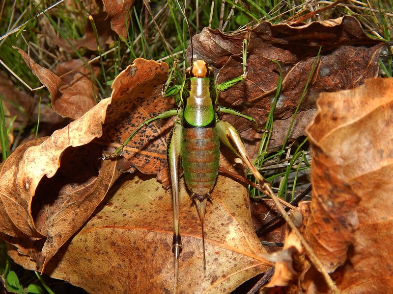 Parco del Ticino 16.10.13